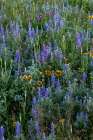Lupine and blanket flowers wildflowers in Glacier National Park, Montana, USA. Art Print